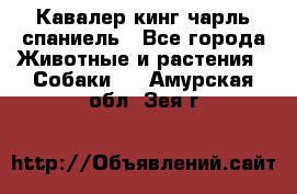 Кавалер кинг чарль спаниель - Все города Животные и растения » Собаки   . Амурская обл.,Зея г.